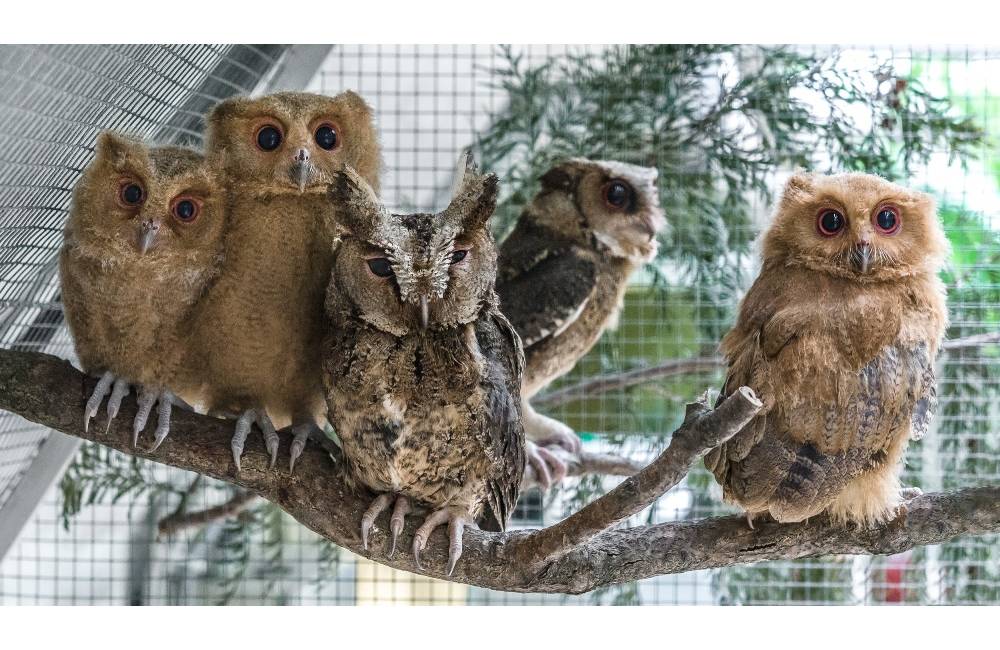 Foto: Bratislavská ZOO má nové druhy sovičiek, kým ich budete môcť vidieť naživo, prečítajte si o nich