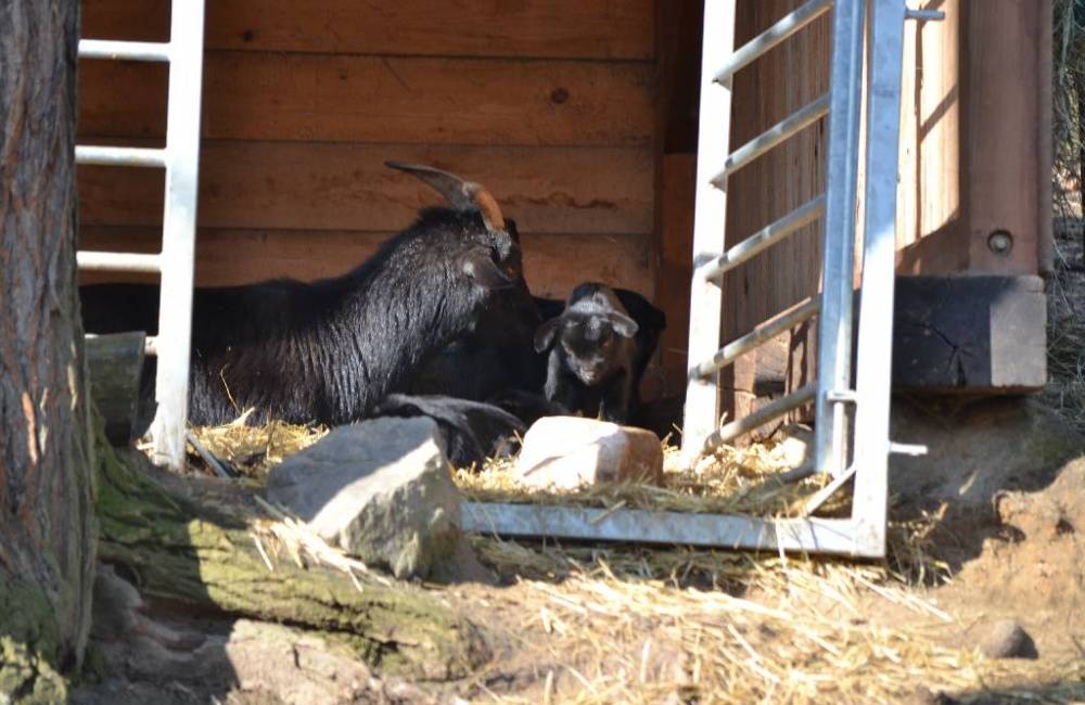 Foto: Bratislavská ZOO sa  teší z prírastkov, pribudli nové vodné vtáky a narodili sa malé kozliatka