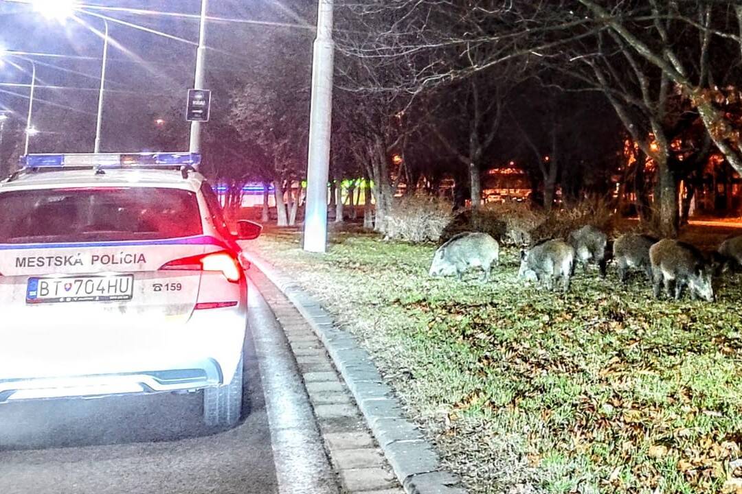 Foto: V bratislavskej Dúbravke sa minulý týždeň opäť objavili diviaky, späť do lesa ich zahnala mestská polícia