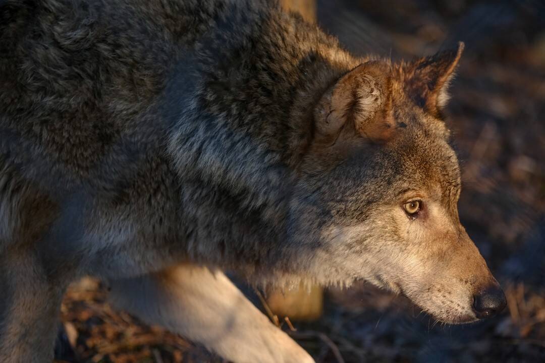 FOTO: V Bratislavskej ZOO majú päť nových vlkov, prišli k nám až z Holandska