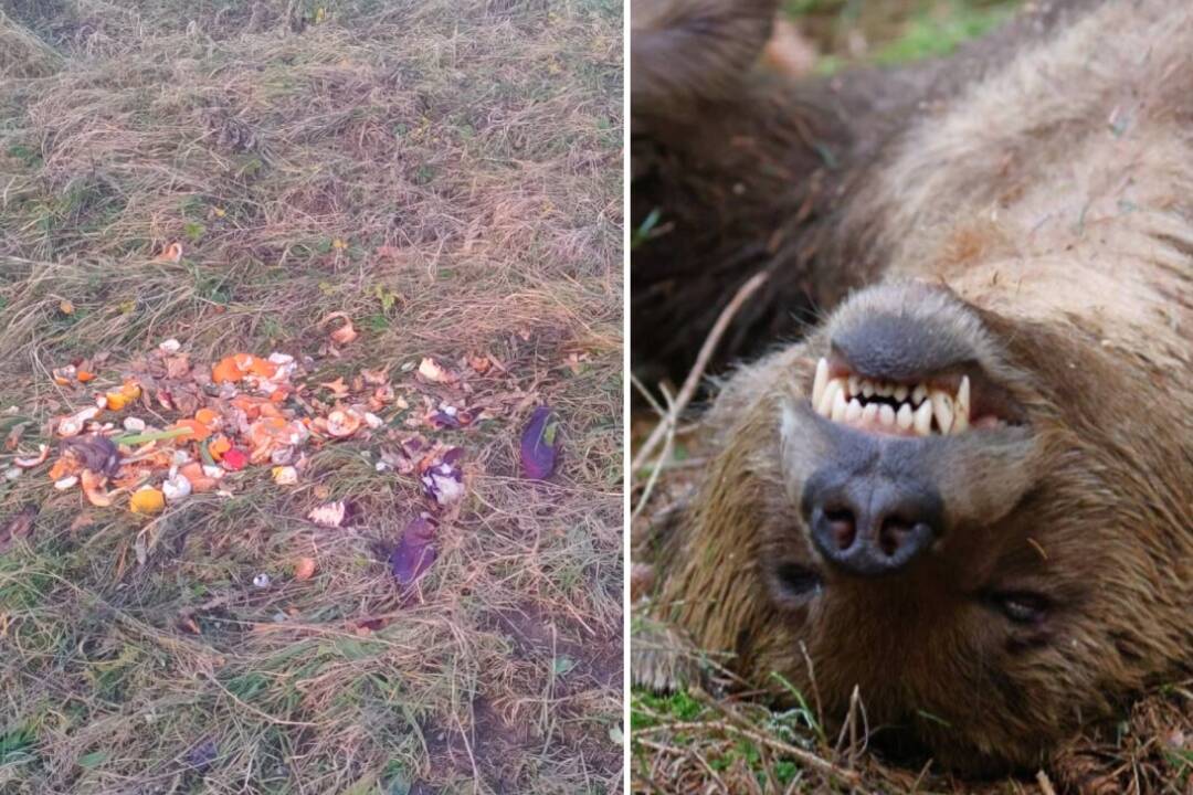 Foto: Medvede k ľuďom podľa Ekofóra lákajú poľovnícke vnadiská. Vznikla petícia proti ich kŕmeniu