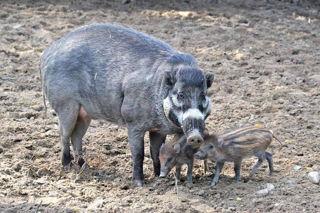 Foto: Podvodník na Facebooku zneužil bratislavskú ZOO. Neodpisujte na správy a nič neplaťte, varuje záhrada