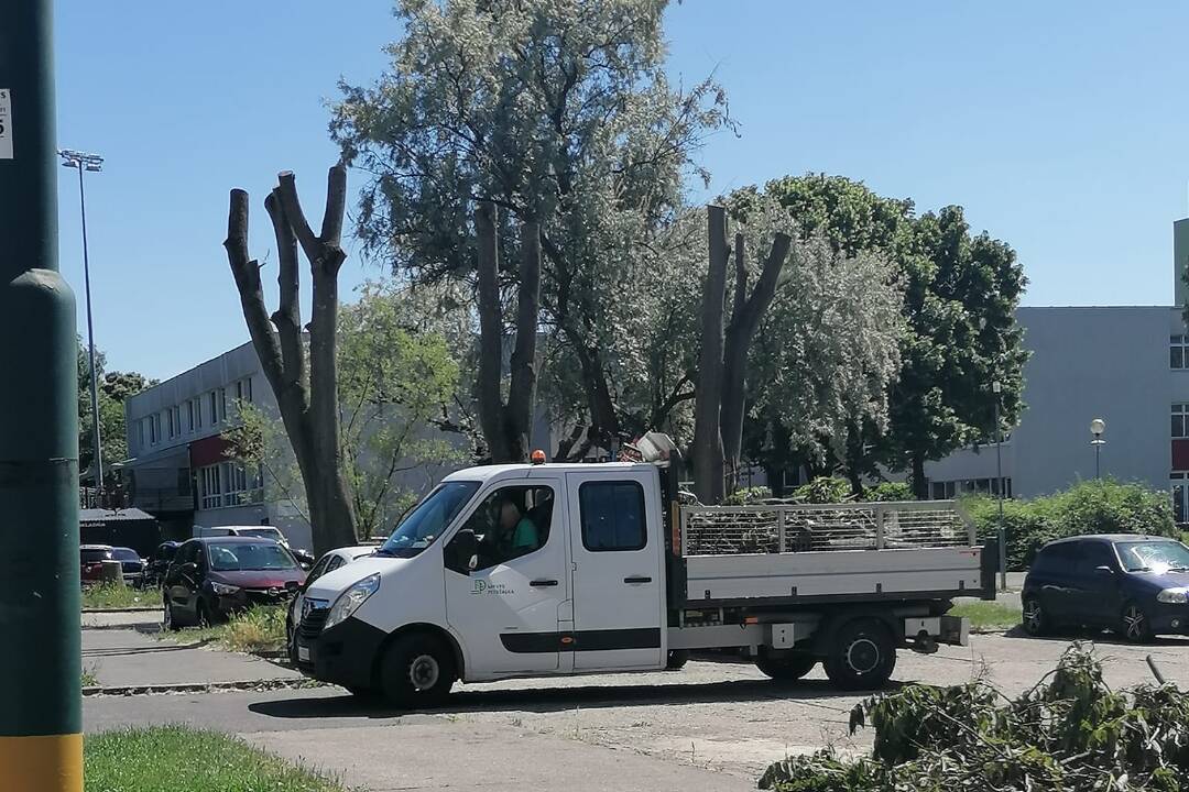 Foto: Ako je to s výrubom stromov v Petržalke? Obyvatelia sa sťažujú, mestská časť tvrdí, že ide o invazívne druhy