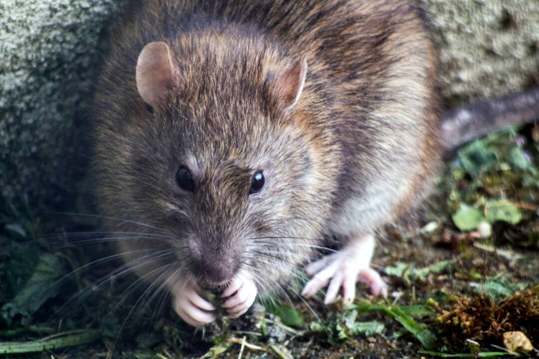 Foto: Situácia s premnoženými potkanmi na Šachorovej je neúnosná, hovorí starosta Vajnor Vlček