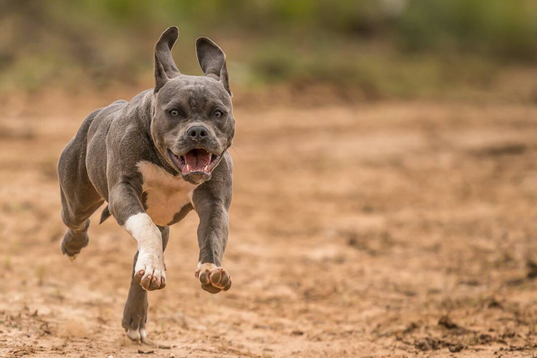 Foto: Medzi Senčanmi sa strhla hádka. Pitbul napadol a usmrtil na ulici mačku. Takýmto majiteľom by mali psa odobrať, píšu