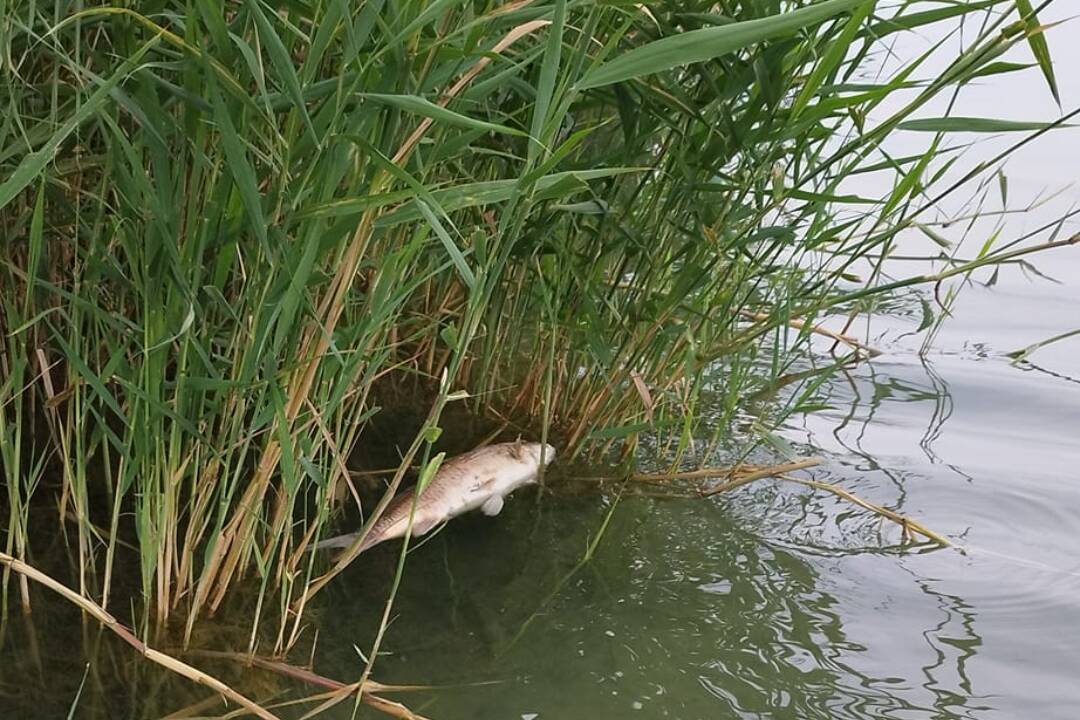 Mŕtve ryby na Draždiaku. Je to normálne, či nie? Ryby hynú aj kvôli nedostatku kyslíka vo vode počas horúčav