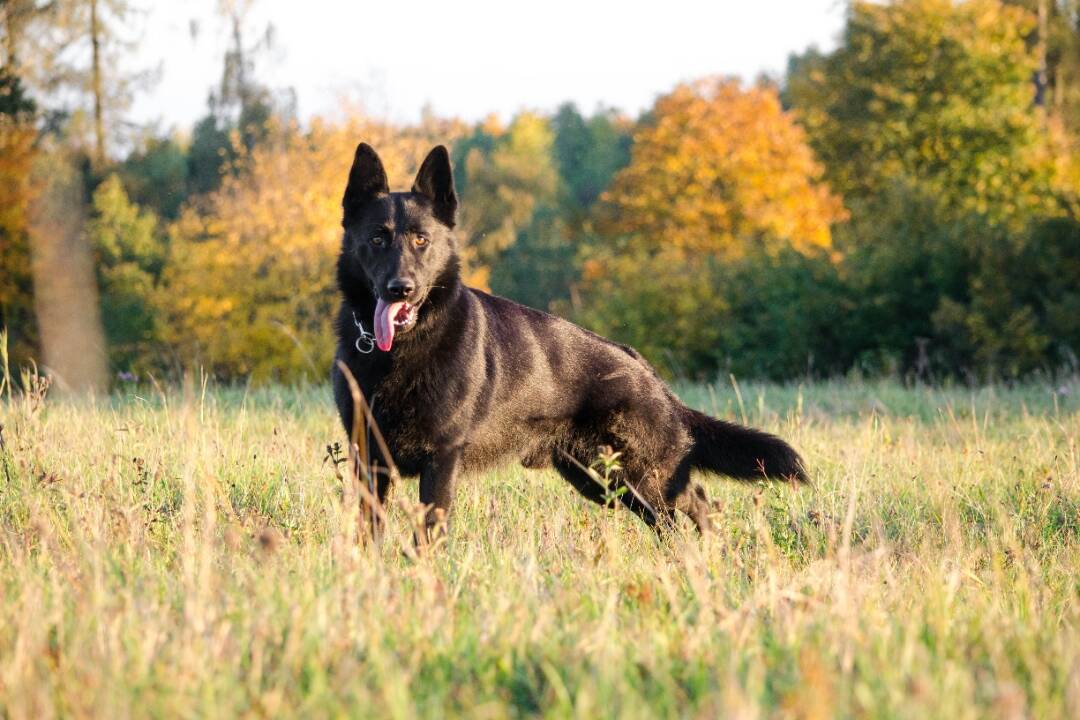 Foto: Na Miletičovej útočil agresívny ovčiak. Incident skončil zlomeninou a trestným oznámením, hľadajú sa svedkovia