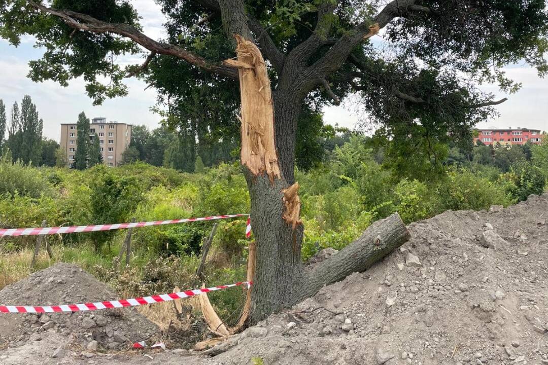 Foto: BVS zničila pri oprave potrubia strom v Rači, obyvatelia sú nahnevaní. Spoločnosť sa obhajuje, strom musia odstrániť 