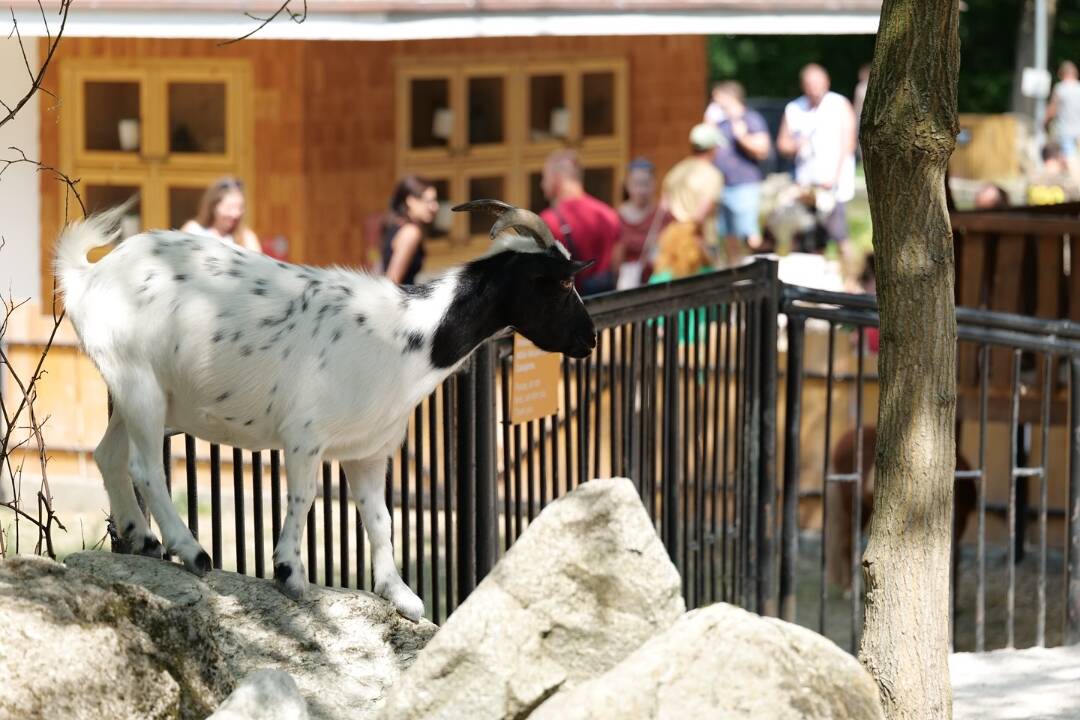 Foto: Kam na výlet s deťmi? V bratislavskej zoo otvorili nový Gazdovský dvor, nájdete tam kontaktné kozičky