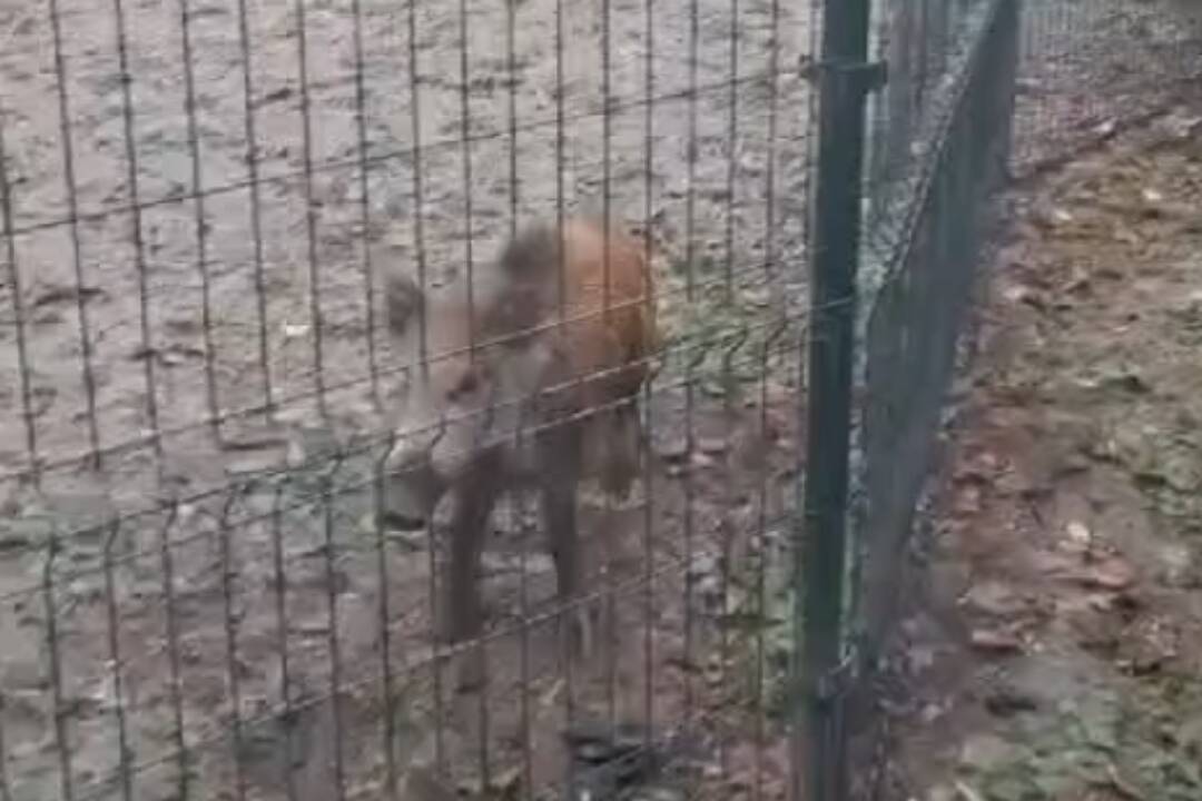 Foto: VIDEO: Na prechádzku do centra sa vybral diviak, pozorný občan ho zavrel do psieho výbehu na Sasinkovej