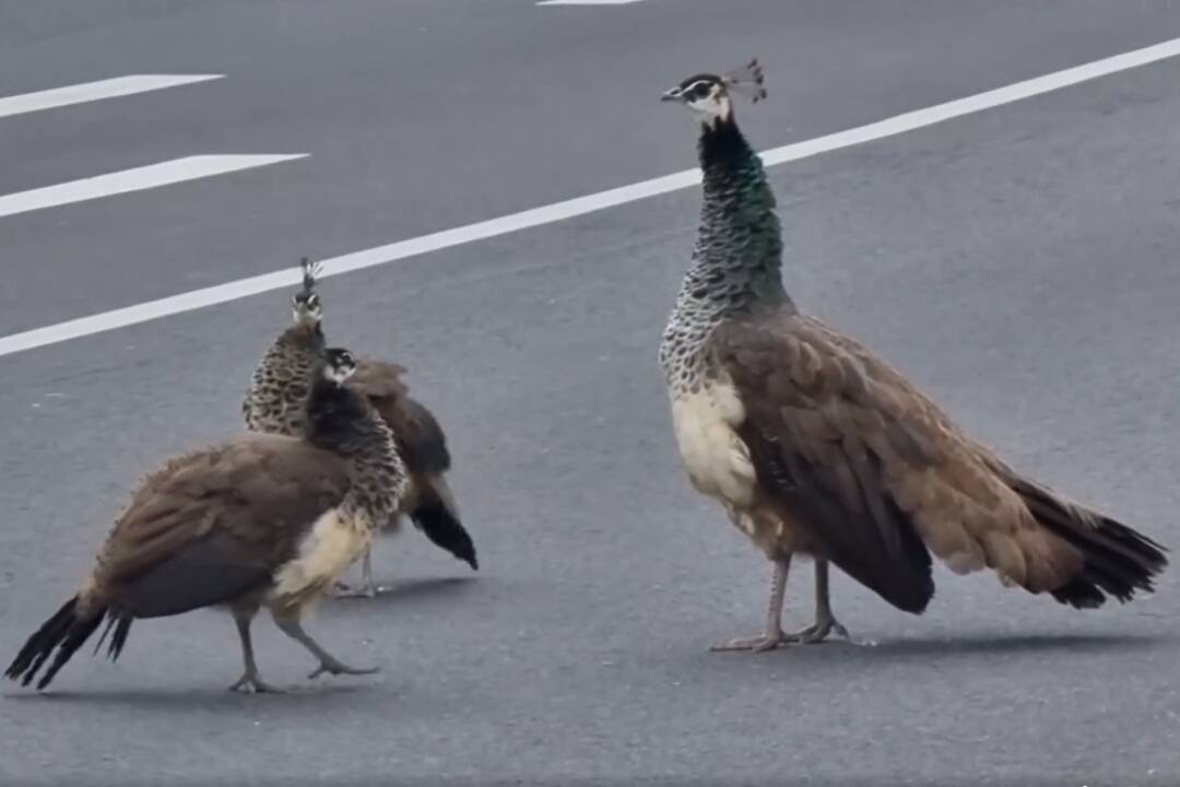 Foto: VIDEO: Kuriózna návšteva. Pávia rodinka sa túlala po frekventovanej ceste v Pezinku