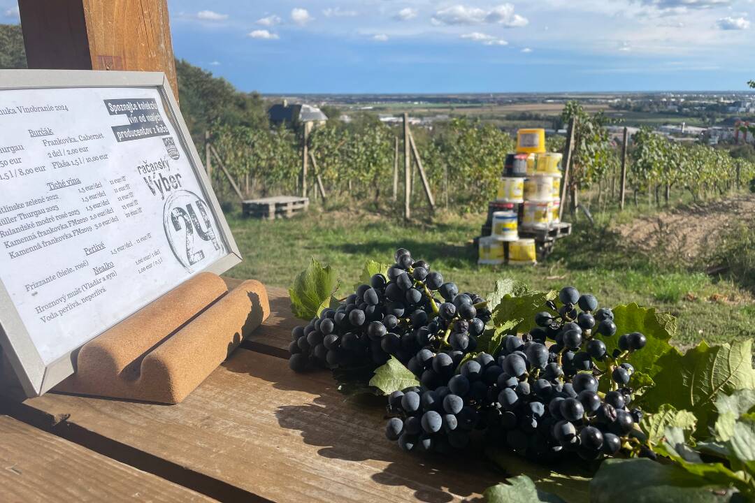 FOTO: Prvá ochutnávka tohtoročného vína. Račianski vinohradníci v sobotu pozývajú priamo do vinice