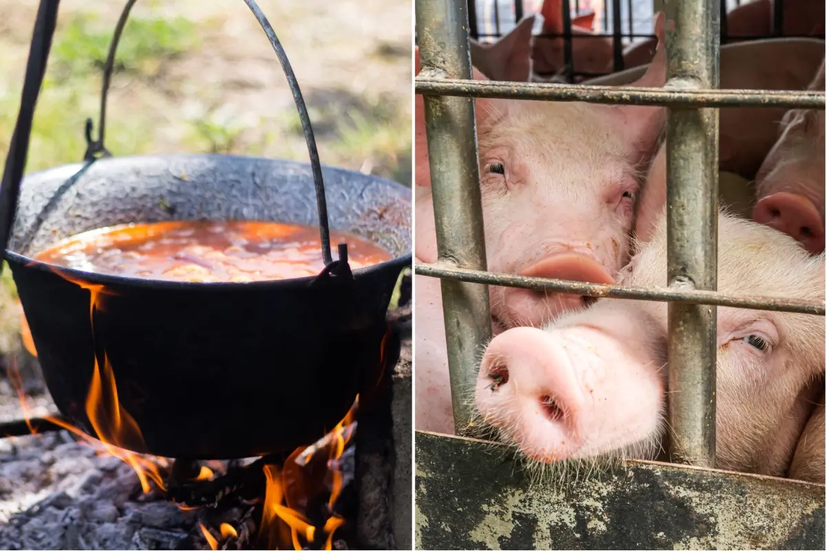 Foto: Zabíjačky, aj počas fašiangov, podliehajú prísnym normám. Verejné zabíjačky sú zakázané, čo sa povoľuje?