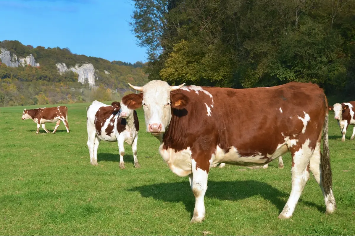 Foto: Na Slovensku vstúpili pre slintačku a krívačku do platnosti mimoriadne opatrenia. Ako sa dotknú farmárov?