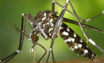 Nebezpečný ázijský komár dokázal v Bratislave prezimovať a založiť populáciu. Usídlil sa v Ružinove