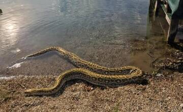 FOTO: Kto venčí pytóna na Guláške? Senec bičujú dezinformácie, hada skutočne našli, ale na inom mieste