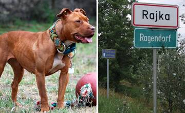 Tragédia v Rajke. Pitbull napadol 2-ročného chlapca, ten utrpel vážne zranenia