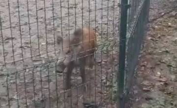 VIDEO: Na prechádzku do centra sa vybral diviak, pozorný občan ho zavrel do psieho výbehu na Sasinkovej