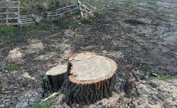 Račania smútia za obľúbeným stromom, ktorý niekto nečakane vyrúbal. Má to však dôvod