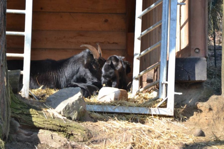 V Bratislavskej ZOO pribudli nové vodné vtáky a narodili sa malé kozliatka, foto 3