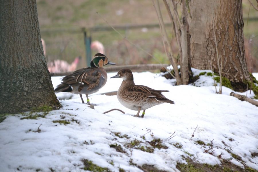 V Bratislavskej ZOO pribudli nové vodné vtáky a narodili sa malé kozliatka, foto 4