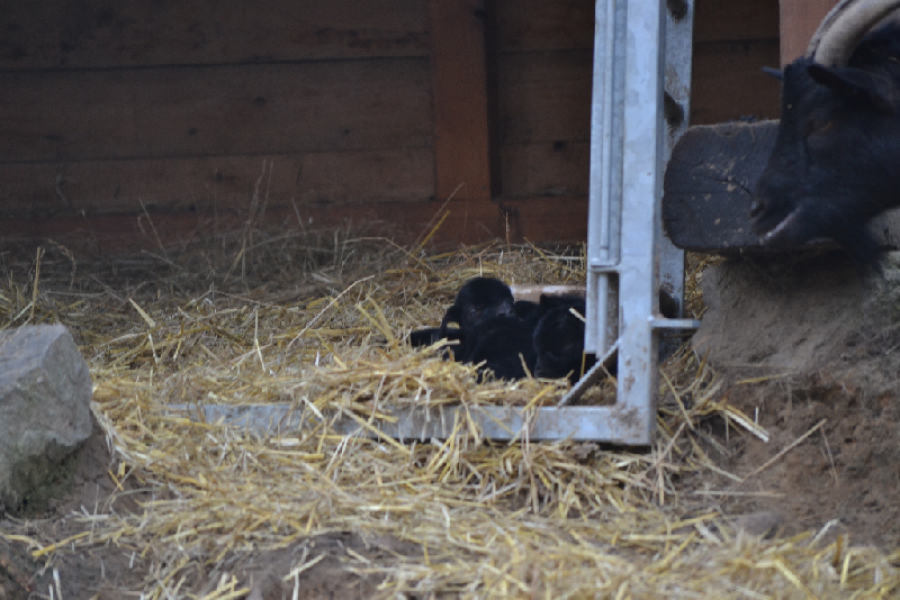 V Bratislavskej ZOO pribudli nové vodné vtáky a narodili sa malé kozliatka, foto 5