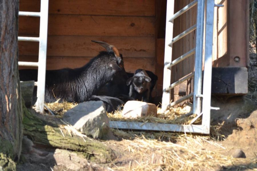 V Bratislavskej ZOO pribudli nové vodné vtáky a narodili sa malé kozliatka, foto 6