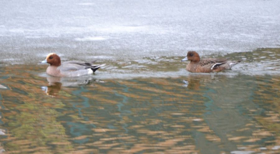 V Bratislavskej ZOO pribudli nové vodné vtáky a narodili sa malé kozliatka, foto 7