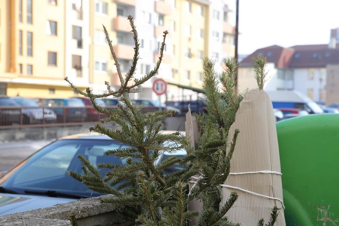 FOTO: Zber vianočných stromov zo sídlisk a od rodinných domov v Malackách, foto 1