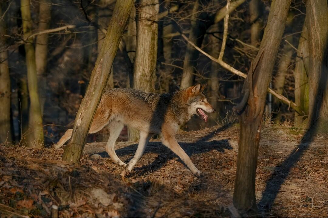 FOTO: V Bratislavskej ZOO majú päť nových vlkov, prišli k nám až z Holandska, foto 1