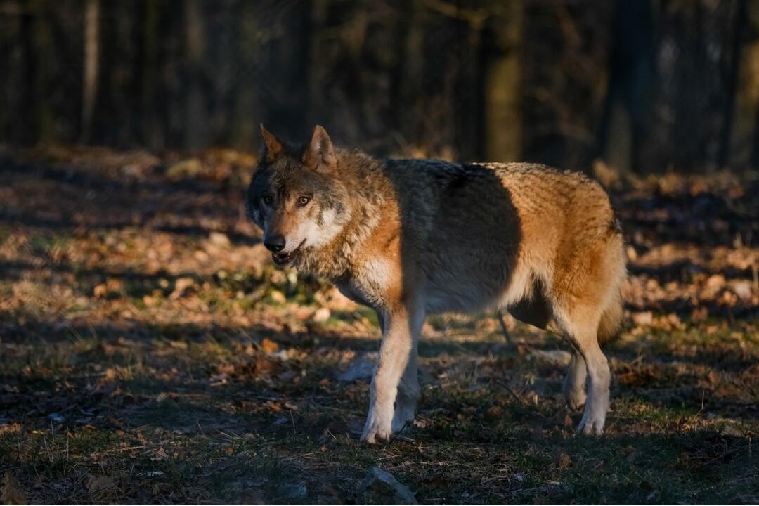 FOTO: V Bratislavskej ZOO majú päť nových vlkov, prišli k nám až z Holandska, foto 3