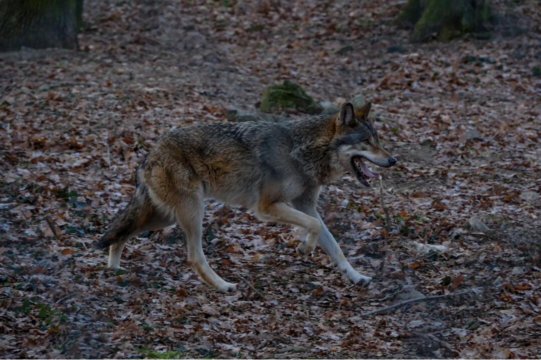 FOTO: V Bratislavskej ZOO majú päť nových vlkov, prišli k nám až z Holandska, foto 4