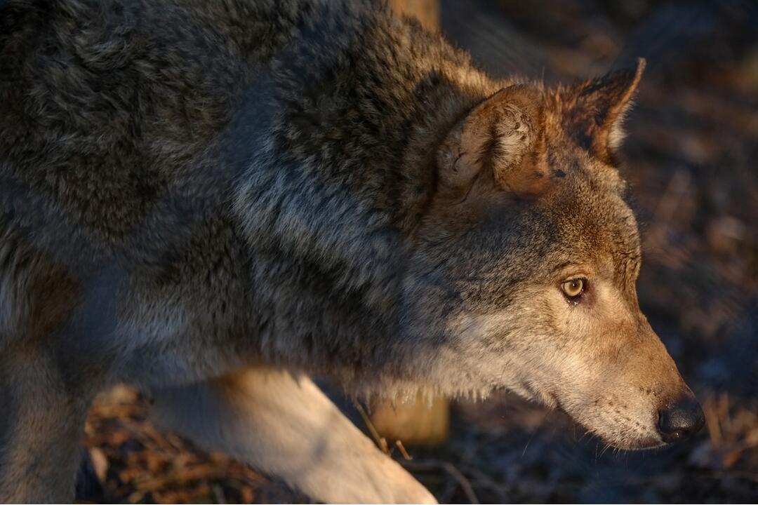 FOTO: V Bratislavskej ZOO majú päť nových vlkov, prišli k nám až z Holandska, foto 5