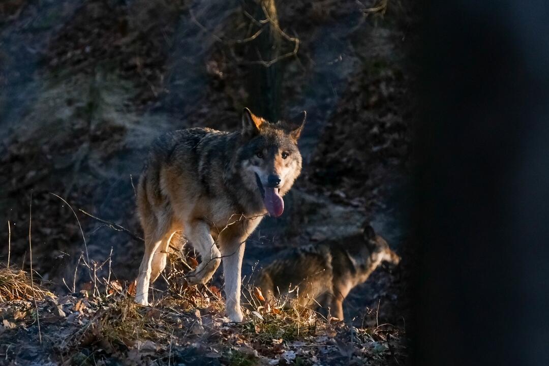 FOTO: V Bratislavskej ZOO majú päť nových vlkov, prišli k nám až z Holandska, foto 6