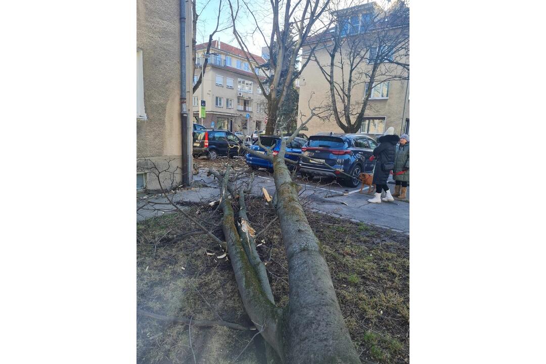 FOTO: Spadnutý strom na Velehradskej ulici, foto 2