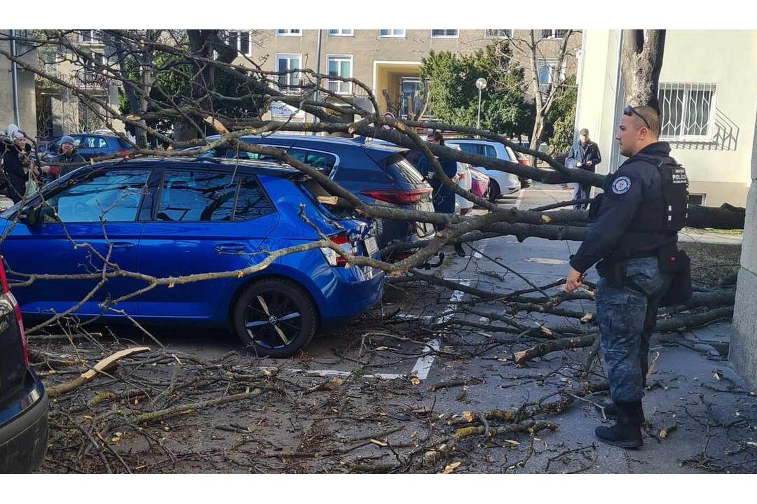 FOTO: Spadnutý strom na Velehradskej ulici, foto 3