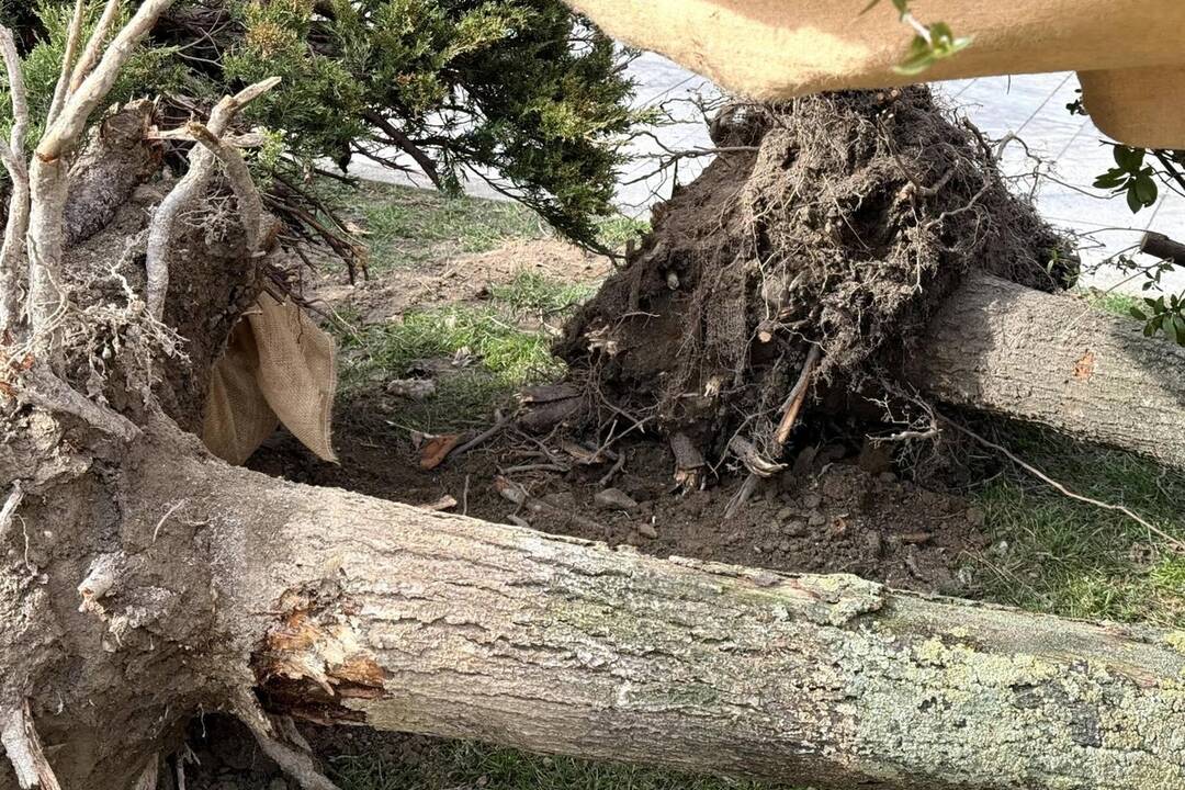 FOTO: Staré Mesto žaluje stavebnú firmu za výrub stromov a kríkov, foto 7