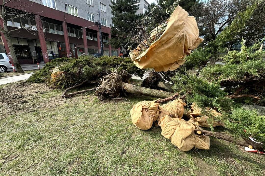 FOTO: Staré Mesto žaluje stavebnú firmu za výrub stromov a kríkov, foto 10