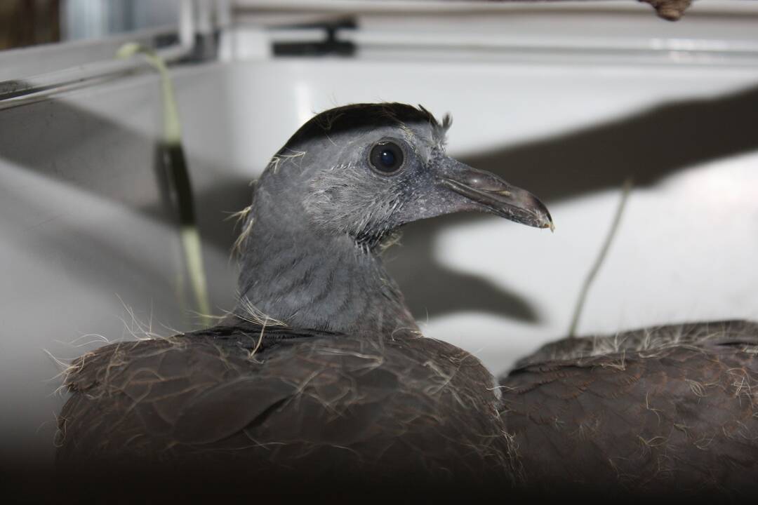 FOTO: V Dunajskej Lužnej funguje občianske združenie ProAvis, ktoré zachraňuje vtáčikov, foto 10