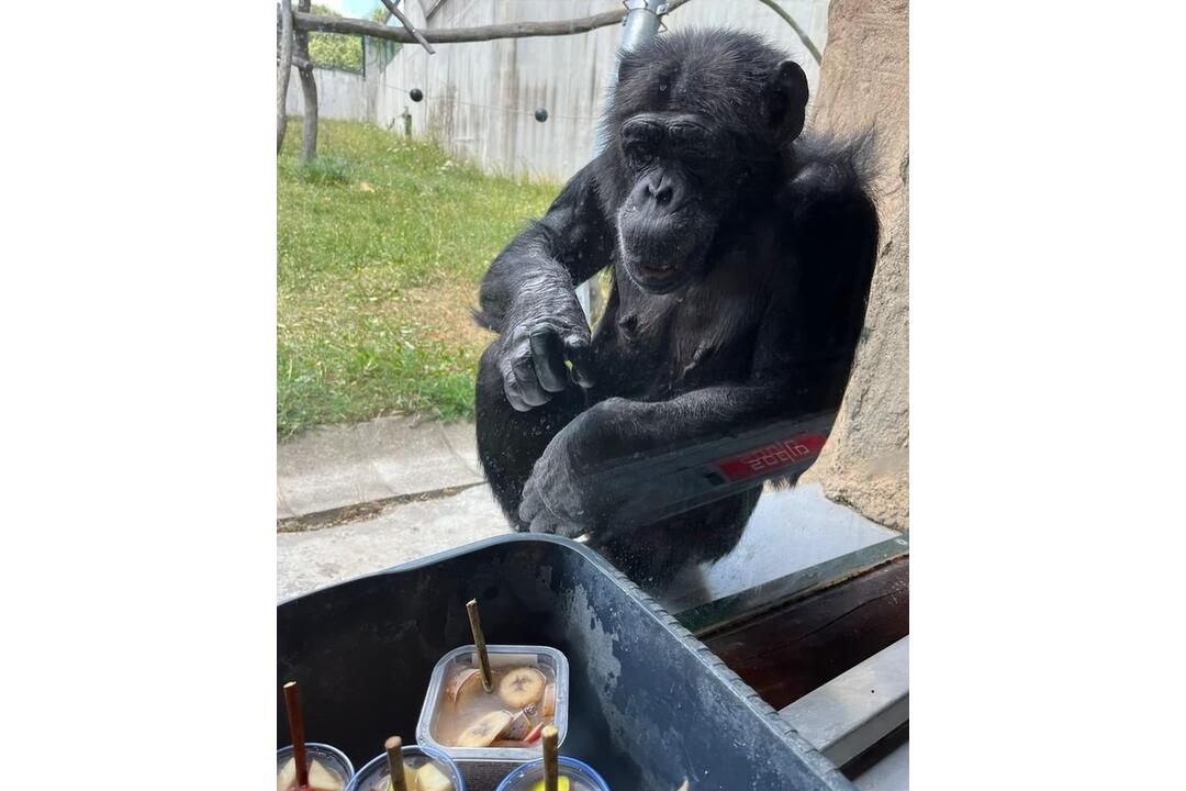 FOTO: Šimpanzy v ZOO Bratislava sa schladili domácimi nanukmi, foto 2