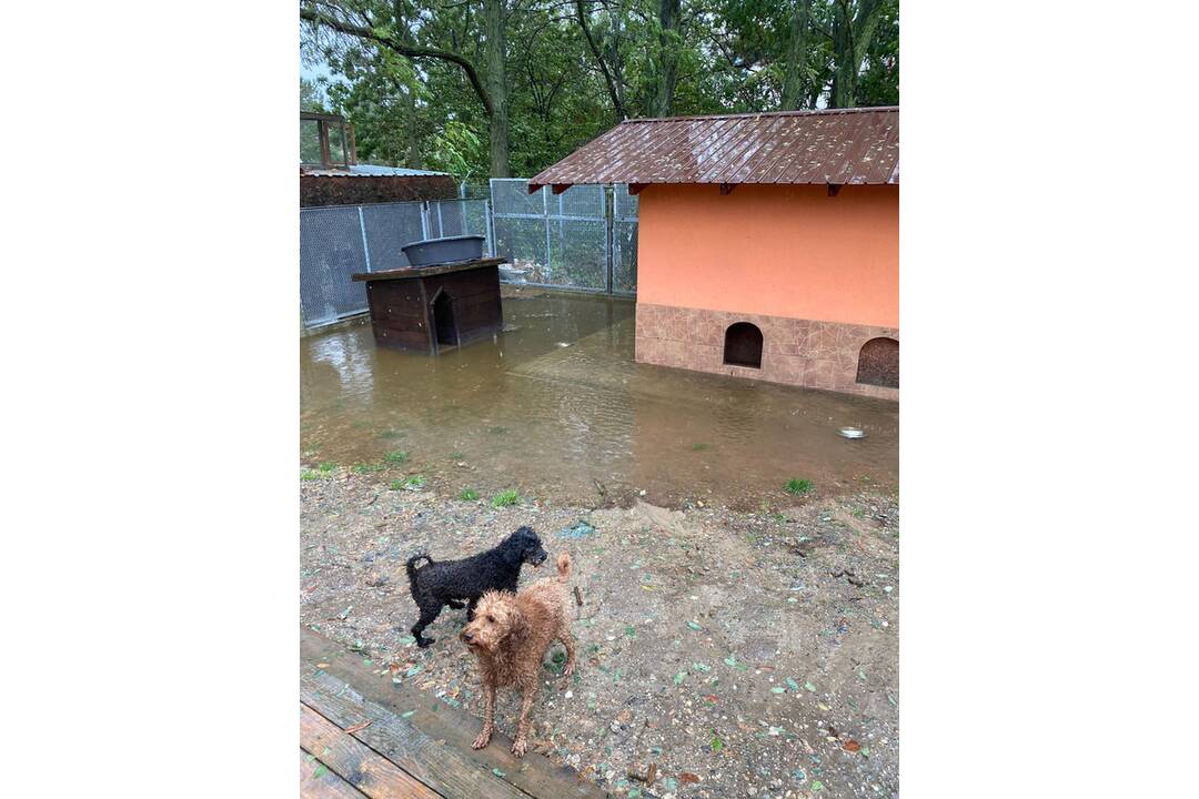 FOTO: Slobodu zvierat zaplavila voda, na výbehy spadol strom, foto 3