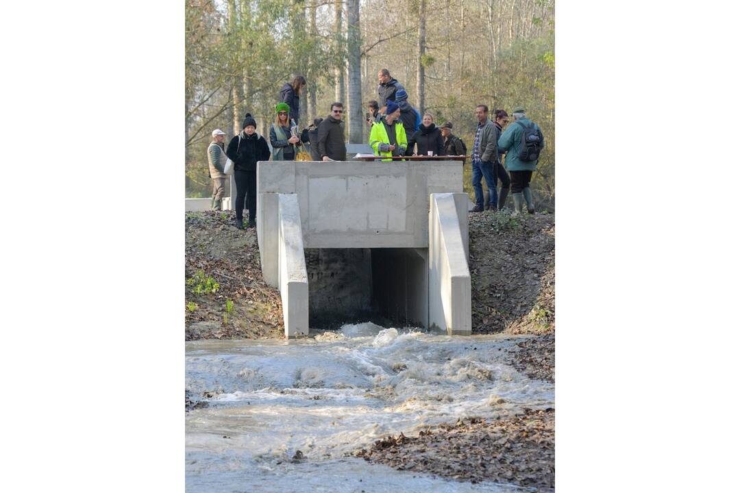 FOTO: Do obnoveného ramena na Dunaji vpúšťajú vodu stavidlom, foto 3