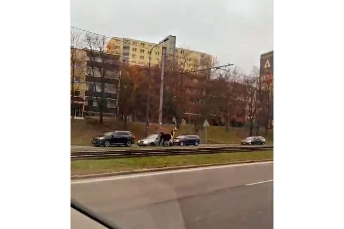 FOTO: Mestskí policajti pomáhali odchytiť splašenú lamu v Dúbravke, foto 1