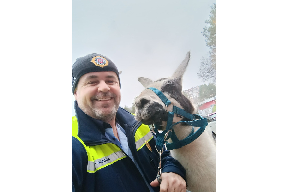 FOTO: Mestskí policajti pomáhali odchytiť splašenú lamu v Dúbravke, foto 2