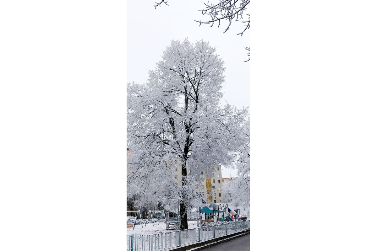 FOTO: Ružinov vyzerá ako z Mrázika. V Rači však sneh nepadal, foto 2