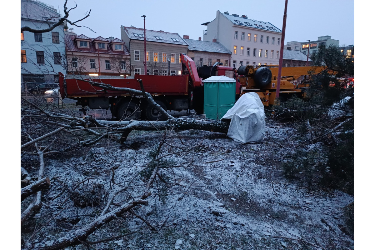 FOTO: Nelegálny výrub stromov na Šancovej ulici , foto 6